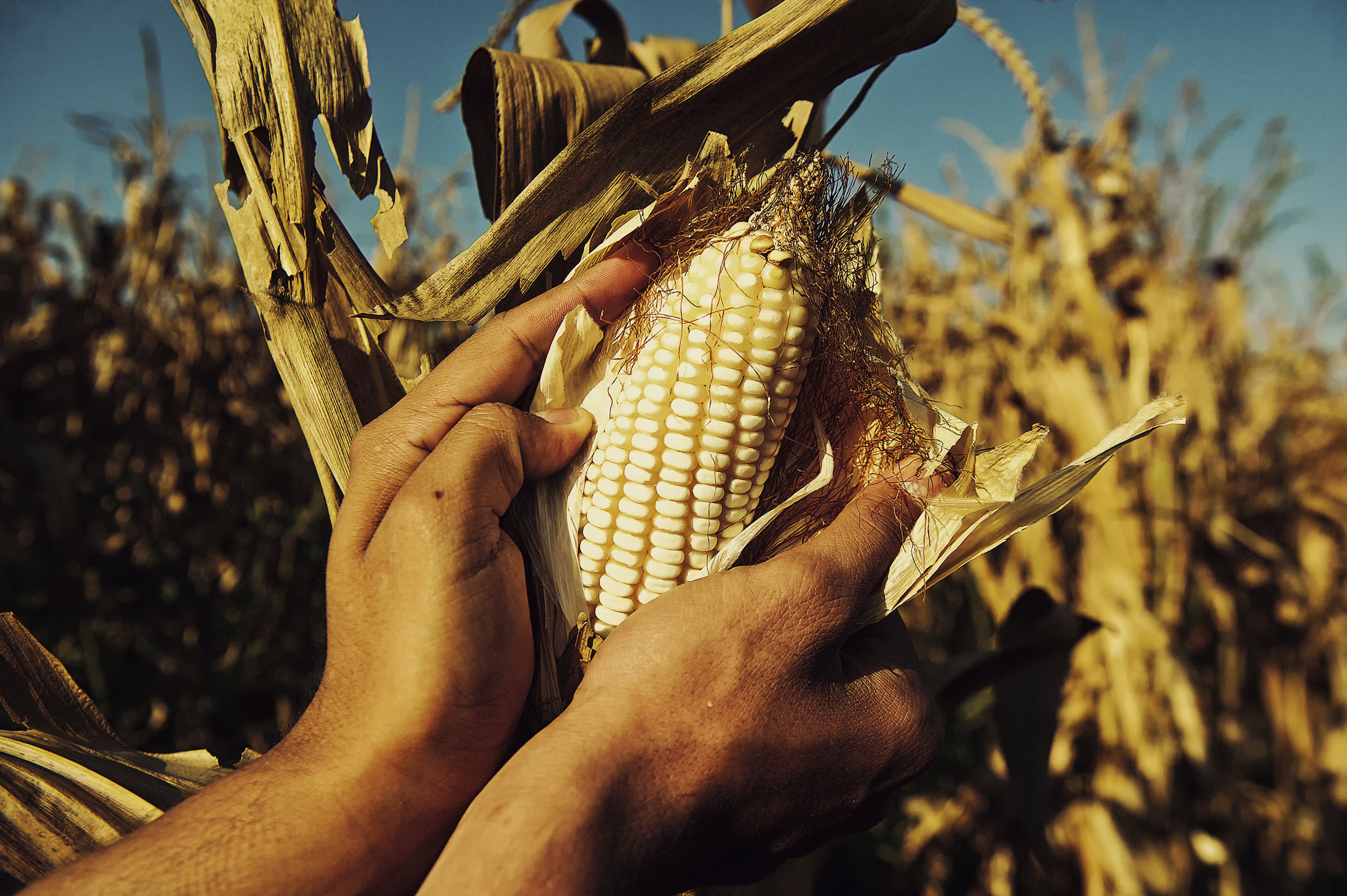 An Ama(i)zing Quote From The US On Mexico’s Corn Ban | Cato At Liberty Blog